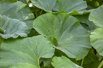 Burdock leaf. A genus of biennial plants of the Asteraceae family. Bright juicy leaf in the daytime