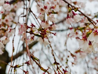 blossom