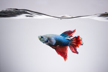 Blue and red Betta fish siamnese Fighting Fish Splendens swimming in Fish tank