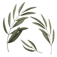 Obraz premium Green eucalyptus branch. Botanical organic elements on white background. Hand drawn illustration