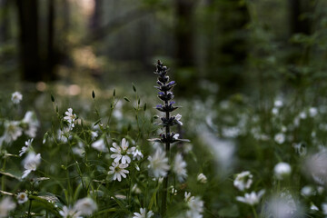 flowers, grass, green, plants, forest, summer