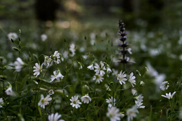 flowers, grass, green, plants, forest, summer