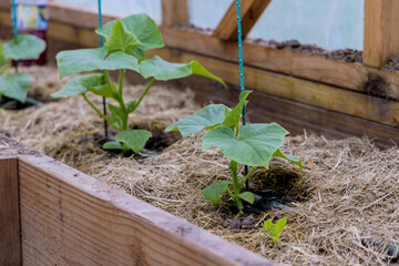 Young fresh cucumber seedlings sprout in cultivation of cucumbers in greenhouse.