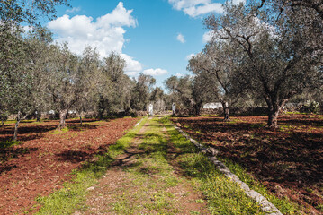 Countryside land in Puglia