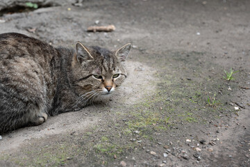 Obraz premium dirty lonely street cat, homeless, hungry, take home animal