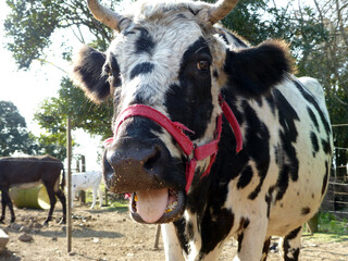 Vaca en campo argentino