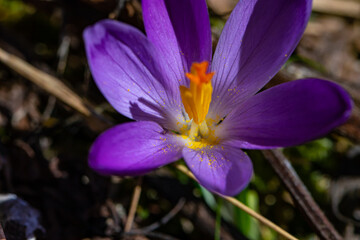 Crocus plant in all its beauty, close up	