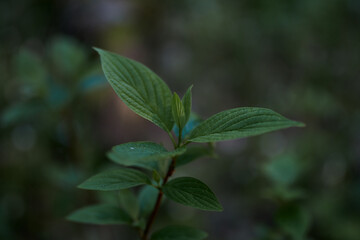 leaf, green, plants, forest, summer