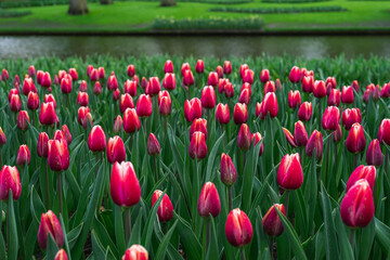 Scene from Keukenhof Park with Red Tulips