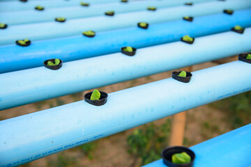 Seedlings the salad plant in the sponge with water pipe for plant in to hydroponics system