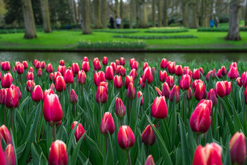 Scene from Keukenhof Park with Red Tulips