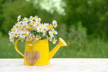 Chamomile flowers bouquet and heart in yellow watering can. rustic floral composition in garden. summer blossom season. copy space - obrazy, fototapety, plakaty