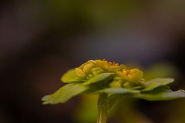 Chrysosplenium alternifolium plant growing in forest	