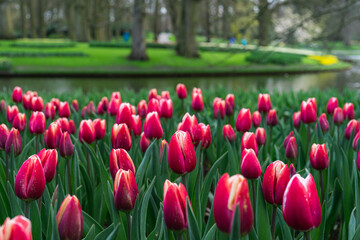 Scene from Keukenhof Park with Red Tulips