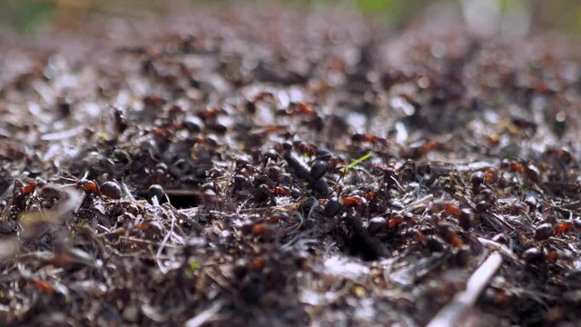 group of insects Forest ants Formica rufa working in an anthill close-up. 4k