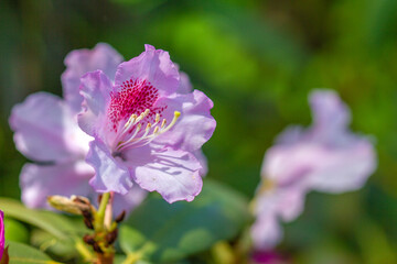 Rhododendron, beautiful pink flowers in the reserve, spring plants, pink background.
