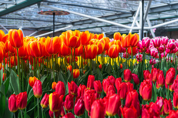 Tulip Pavilion at Keukenhof, Netherlands