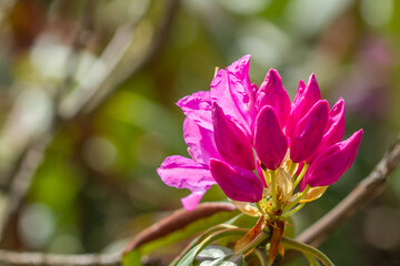 Rhododendron, beautiful pink flowers in the reserve, spring plants, pink background.
