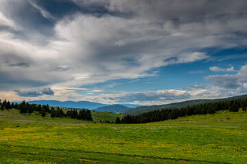 View from the top of the mountain at springtime in the Carpathian mountains, wild flowers in the foreground. 