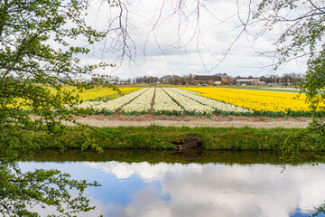 Spring Flowers at Keukenhof, Netherlands