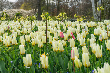 Scene from Keukenhof Park with White Tulips