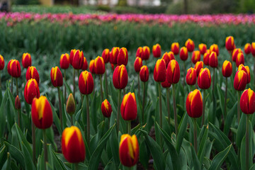 Scene from Keukenhof Park with Red Tulips
