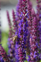 Obraz premium close-up of a honeybee harvesting on blue and purple sage blossoms with blurry background