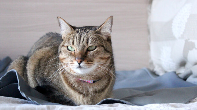 Gato ou gata cinza, olhando para o lado. Olhar irritado, indiferente, aborrecido, esnobe.  Olhos verdes.
