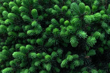 Fotobehang fresh green growths on  fir trees © Natalia