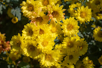 margaridas ao sol, pequenas pinceladas de laranja