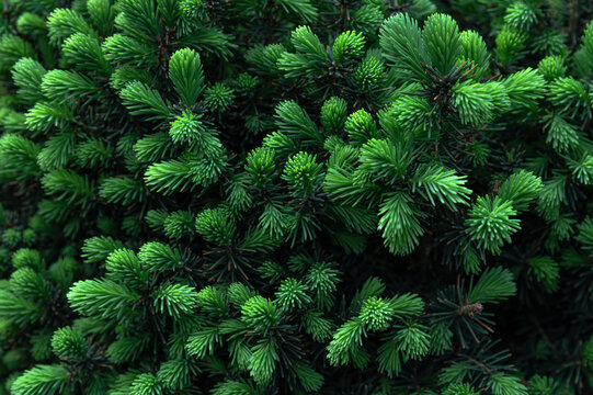 fresh green growths on  fir trees