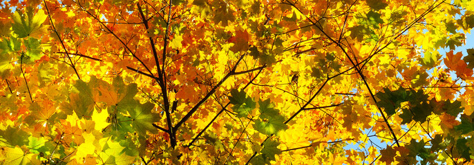 Autumn background with maple leaves.