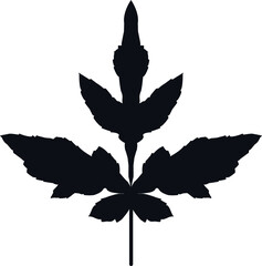 black exotic leaf on white background