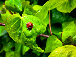 Seven-spot ladybird
