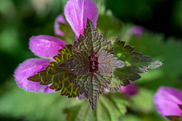 Red dead-nettle, close up
