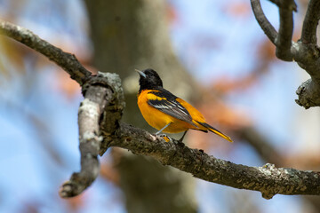 Male Baltimore oriole standing on a branch looking up. Beautiful orange and black bird in Canada.