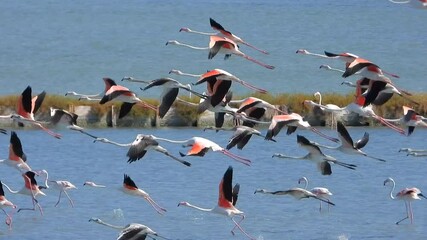 Wild flamingo birds in a wetland lake in a real natural habitat.Flamingos flamingoes wading bird wader shorebird animal wildlife birding ornithology winged wing beak documentary mere lough view nature