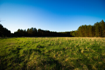 Obraz premium landscape with grass and sky