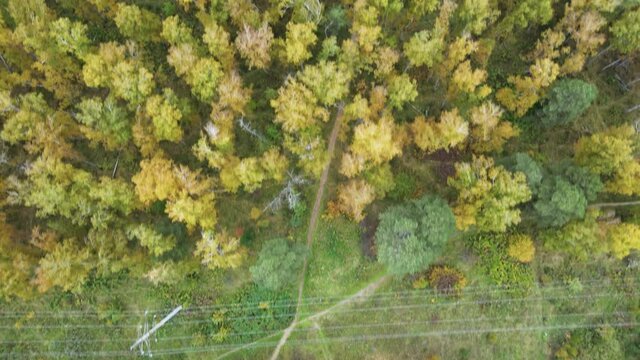 path in the forest, top view, aerial photography from a drone, autumn forest and trees