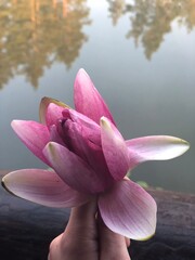 pink water lily