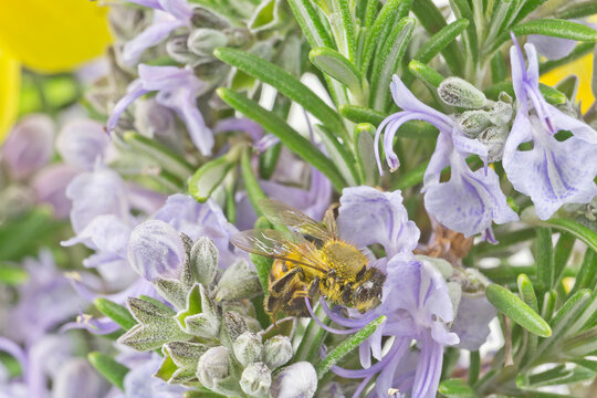Honey bee on flowering Romarin close up series image 02