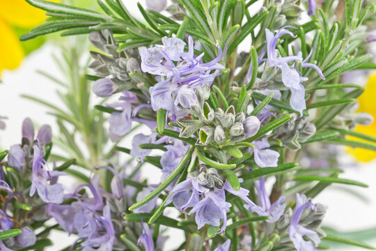 Flowering Romarin close up series image 01