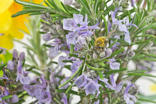 Honey bee on  flowering Romarin close up series image 03