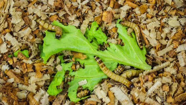 Superworm, worm, zofobas eats green salad.