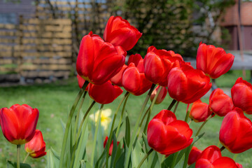 A closeup picture of red tulip flowers in a garden. Blurry bushes and blue sky in the background