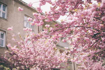 Sakura cherry blossom in the garden