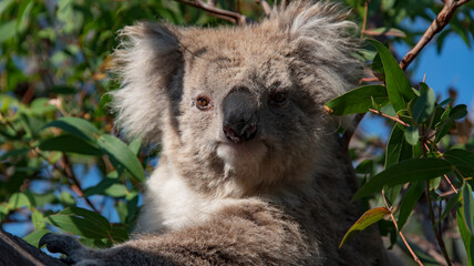 Koala - obrazy, fototapety, plakaty
