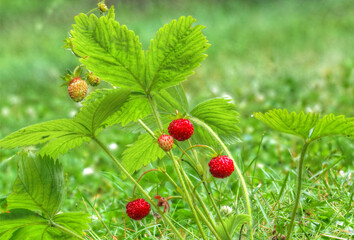 Walderdbeeren (Wildform der Erdbeere)