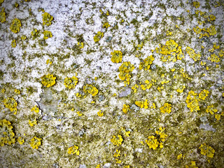 Hintergrund Fläche Natur Mauer rau Flechten Moos silber grau grün
