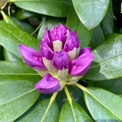 Rhododendron Azalee lila violett Pflanze